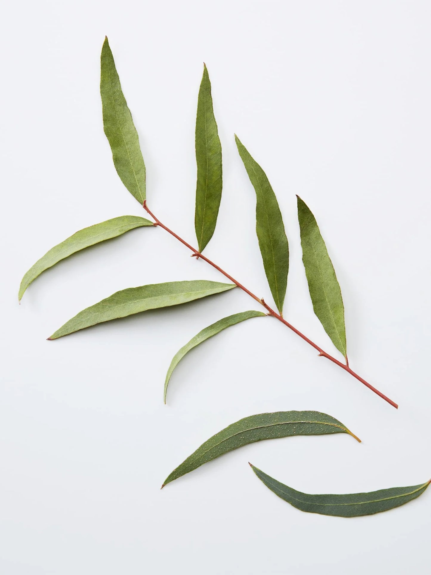 American Crew 3-in-1 Chamomile + Pine